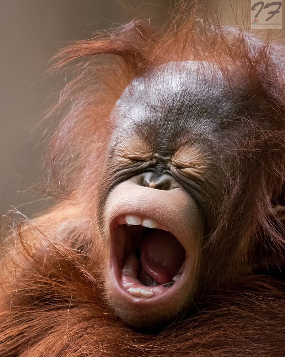 Обезьяна с прической