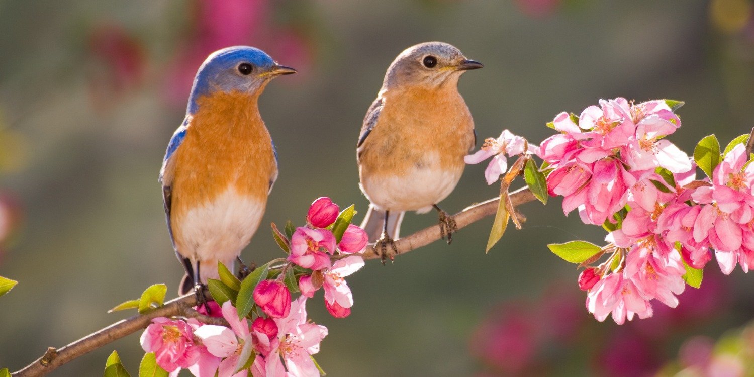 Весна май пара птицы