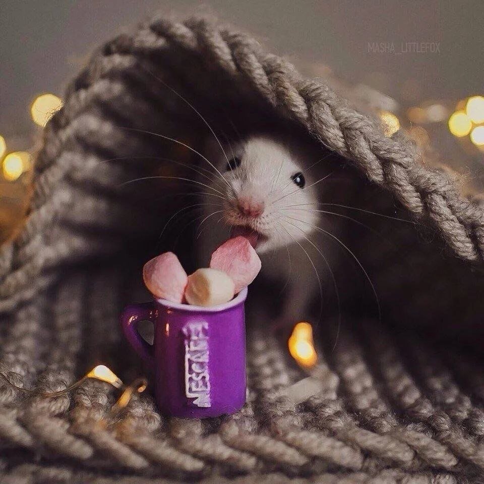 Дин Мейсон фотограф мыши