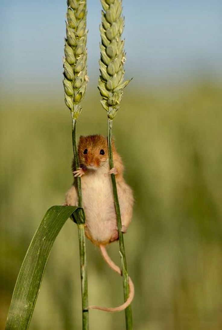 Мышка полевка