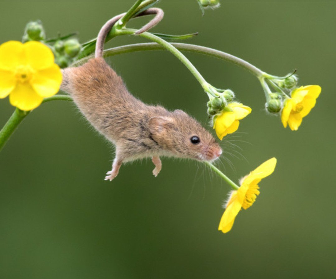 Мышь полевка