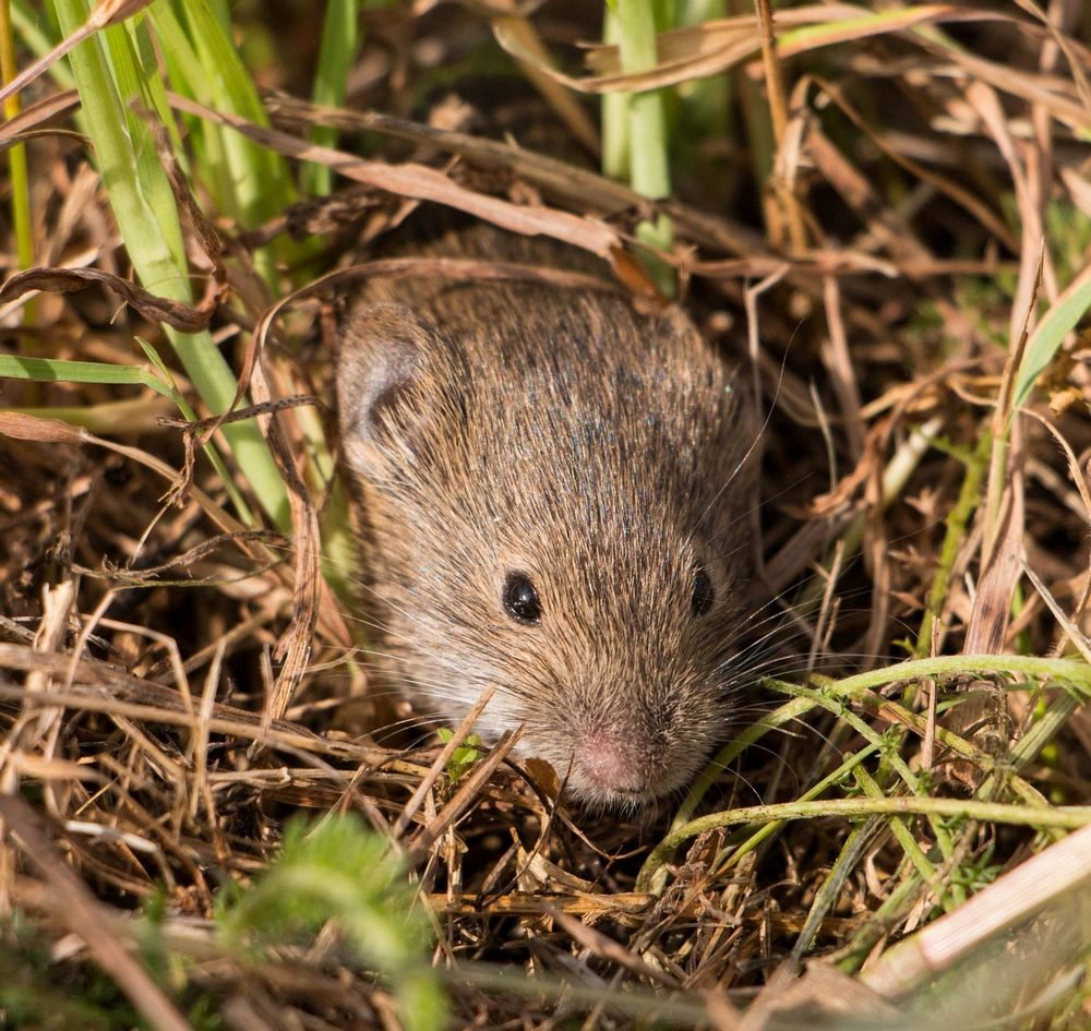 Мышь полевка и хомяки