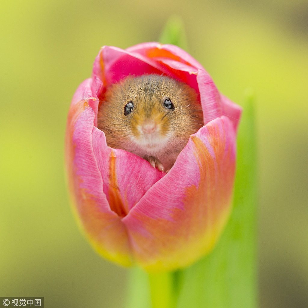 Мыши малютки в цветах