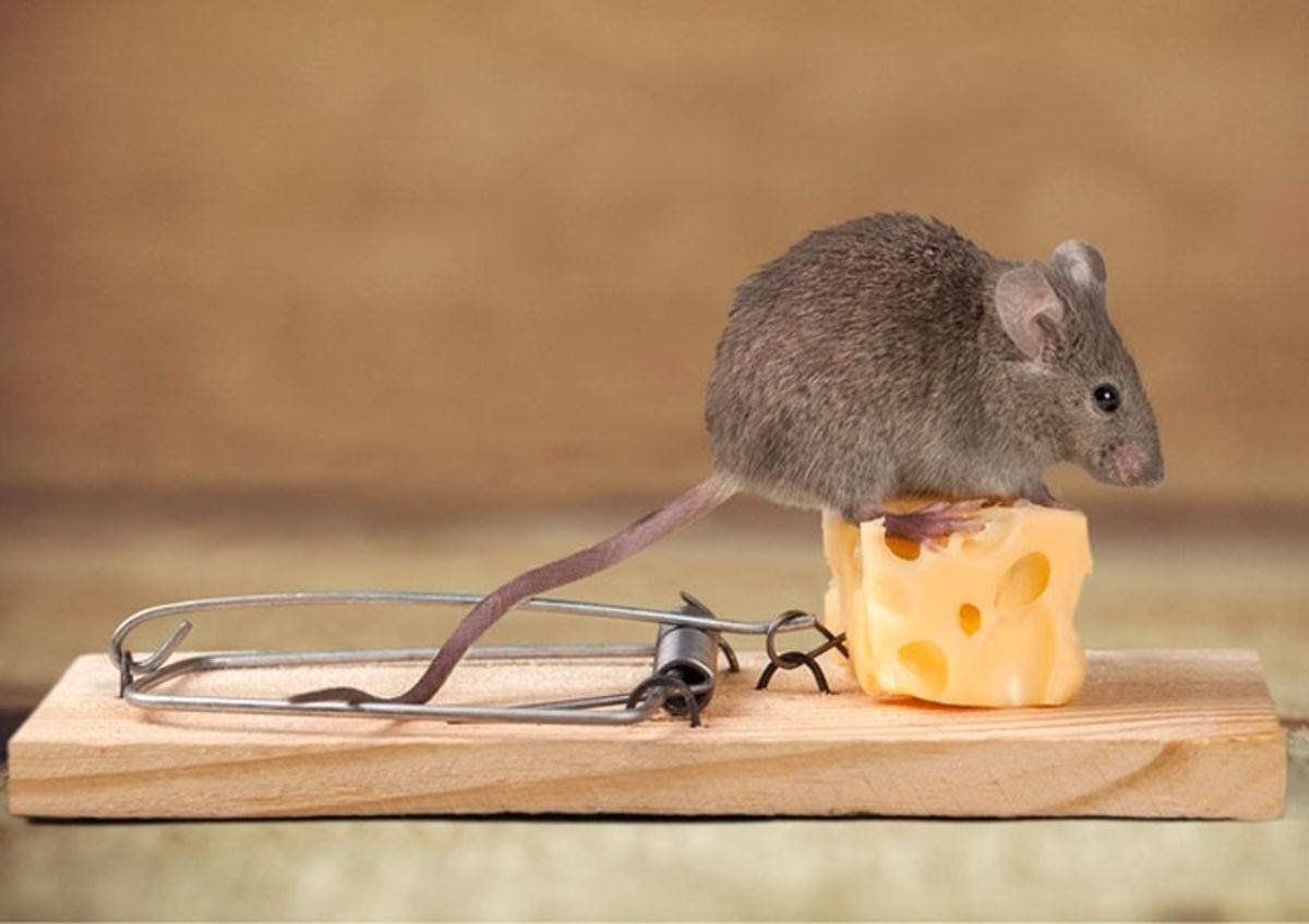 Полевая мышь кушает