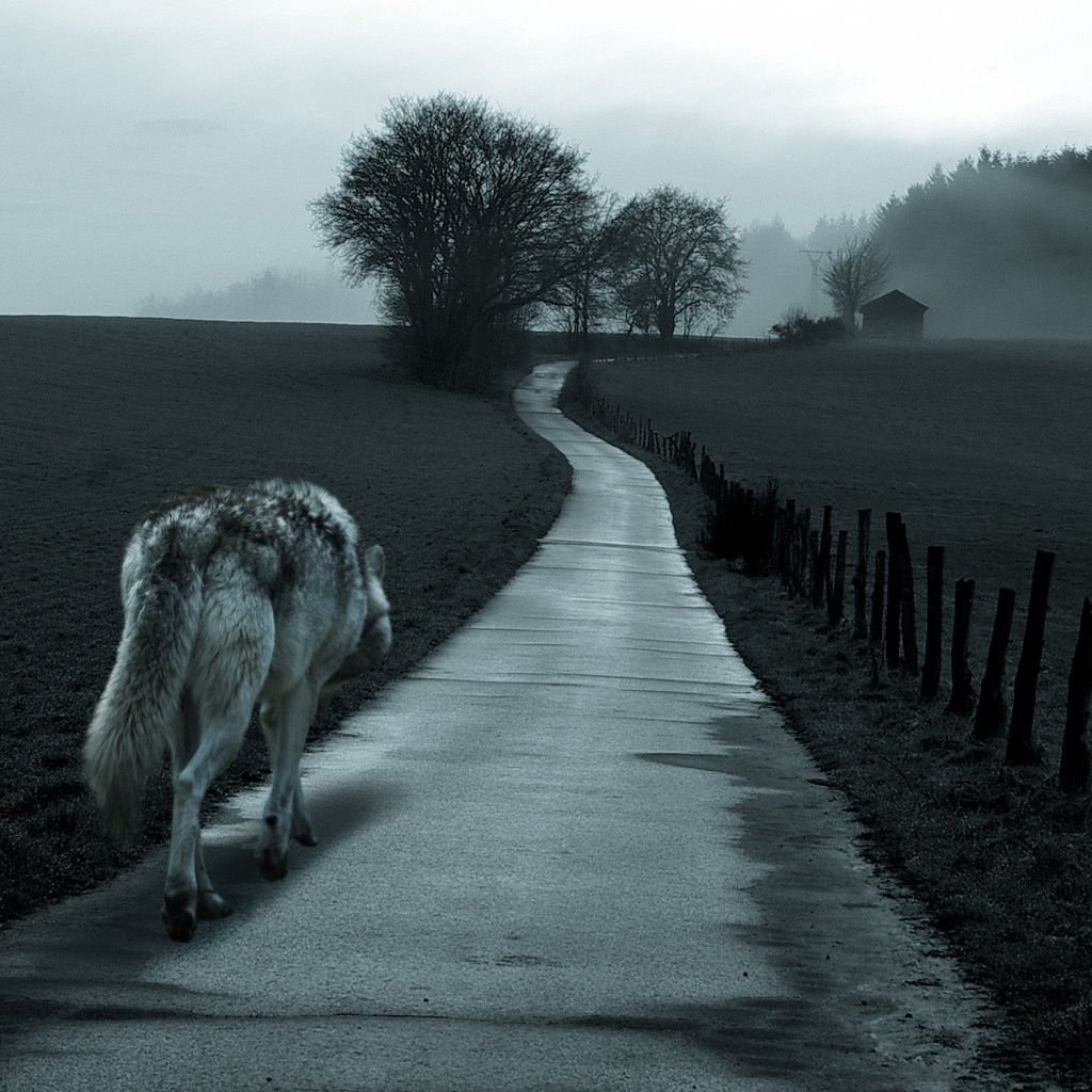 Одинокий волк уходит