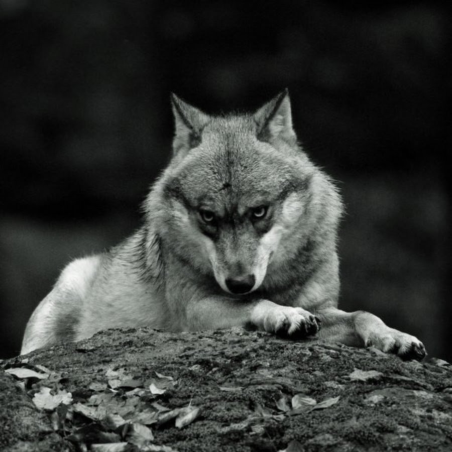 клип стим одинокий волк фото 12