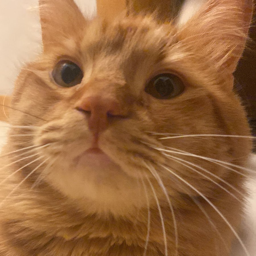 Девочки из РОБЛОКСА