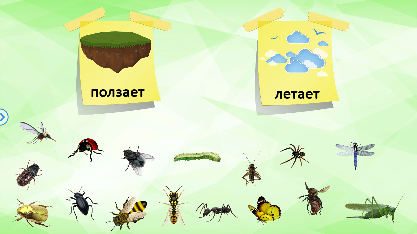 Игры насекомые старшая группа
