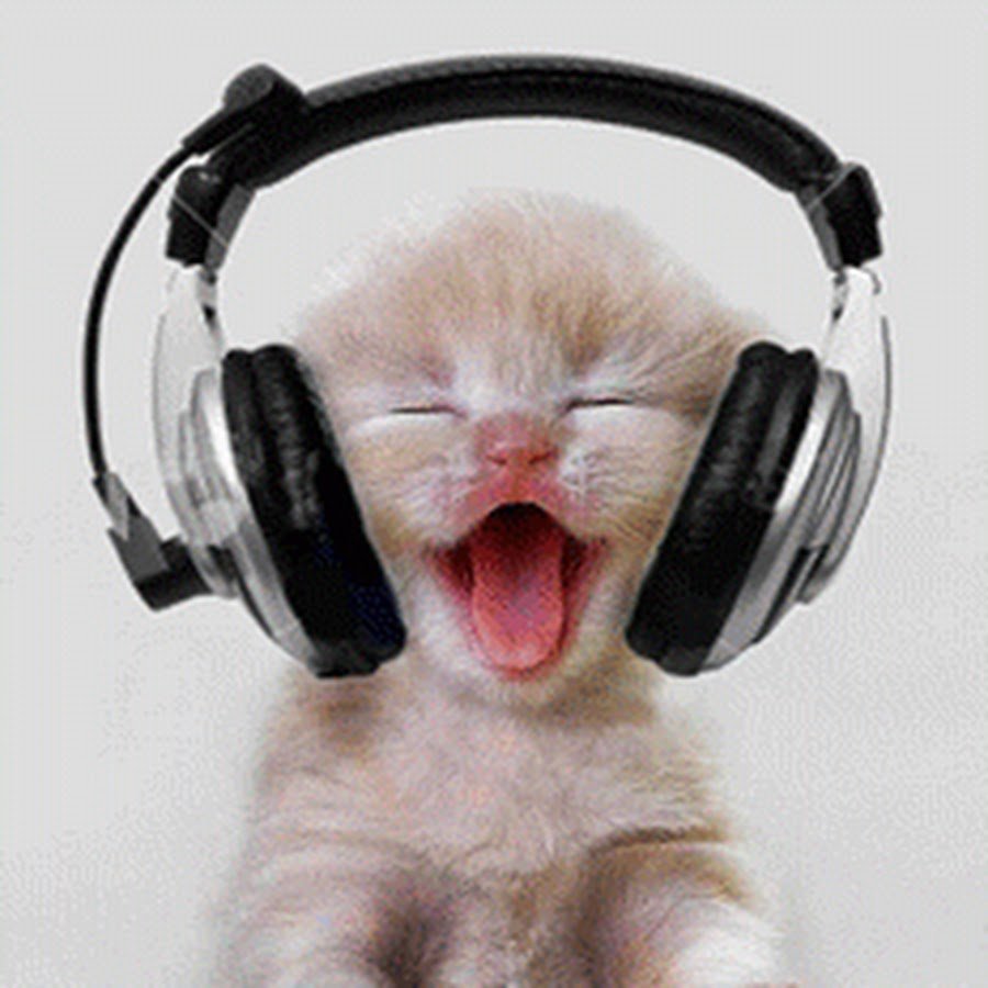 Коты картинки клёвые с наушниками