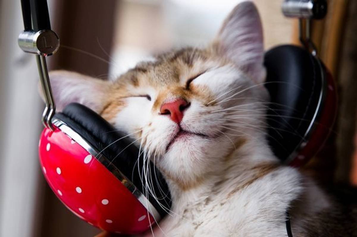 Милые котики с наушниками