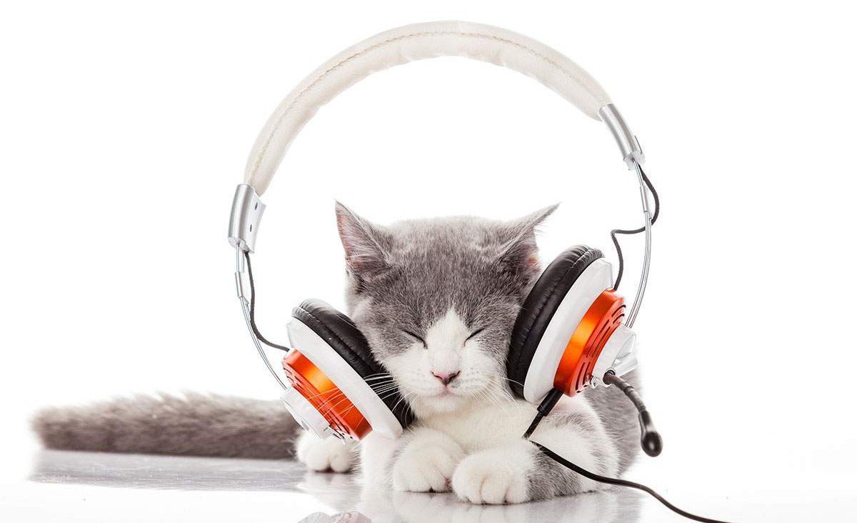 Кот в наушниках картинки