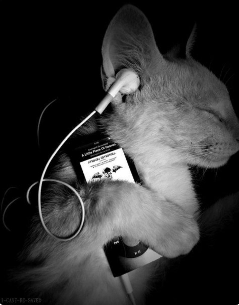 Милые котики в наушниках