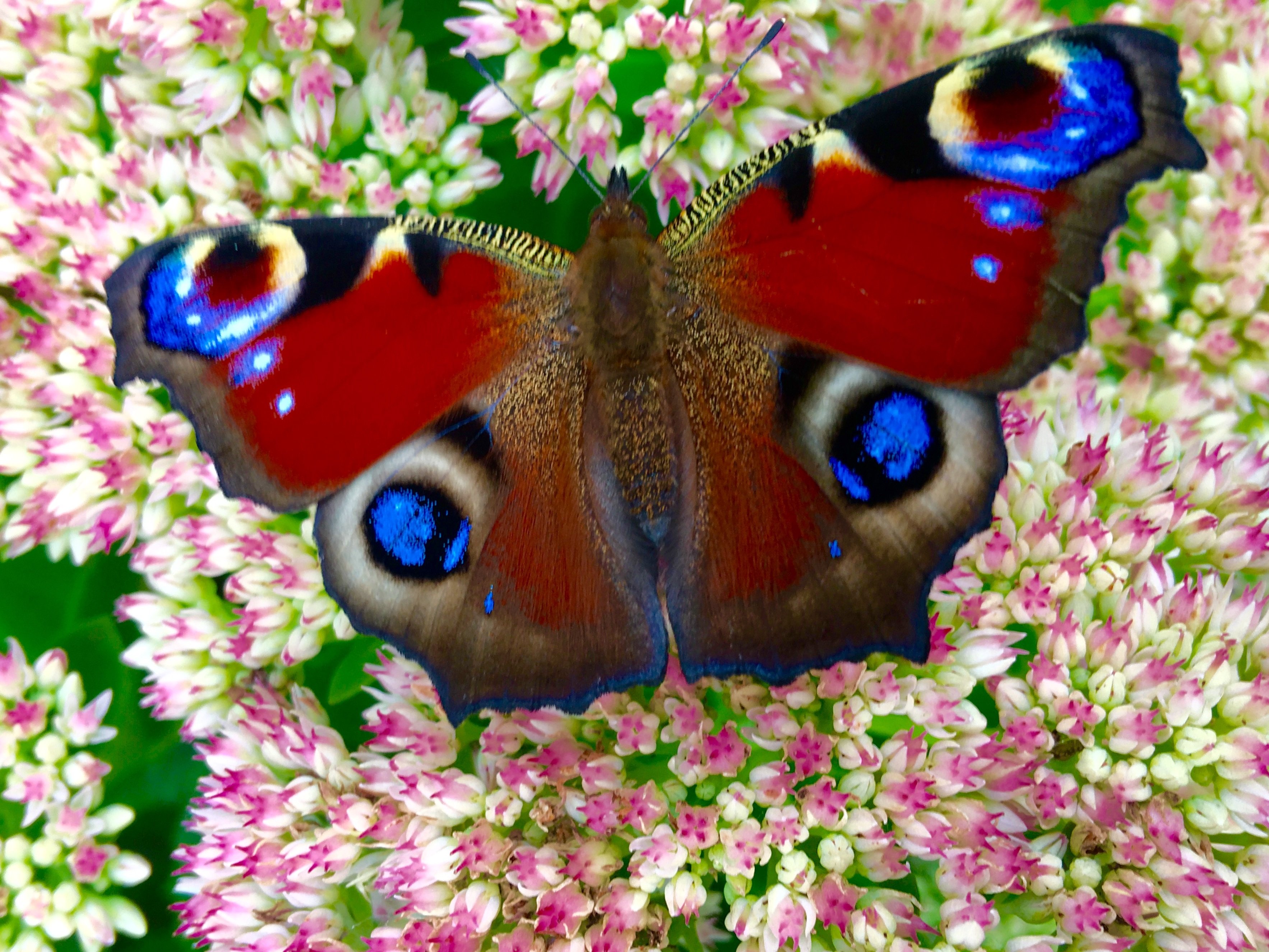 Красивые бабочки на цветах. Russell Cobane бабочки. Красивые бабочки. Бабочка на цветке.