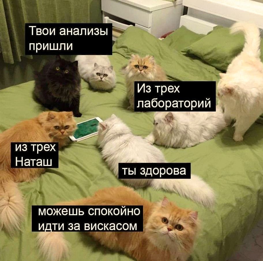 Мемы с котами и Наташей