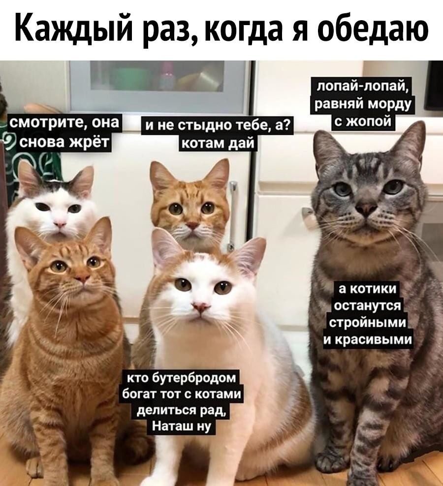 Мемы с котами