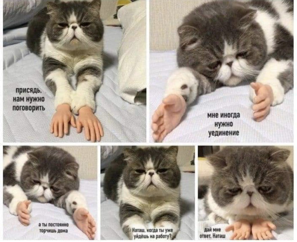 Кот работа Мем
