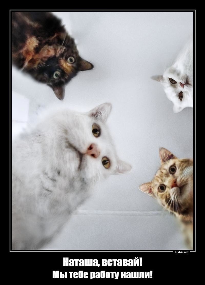 Мемы с котами и Наташей