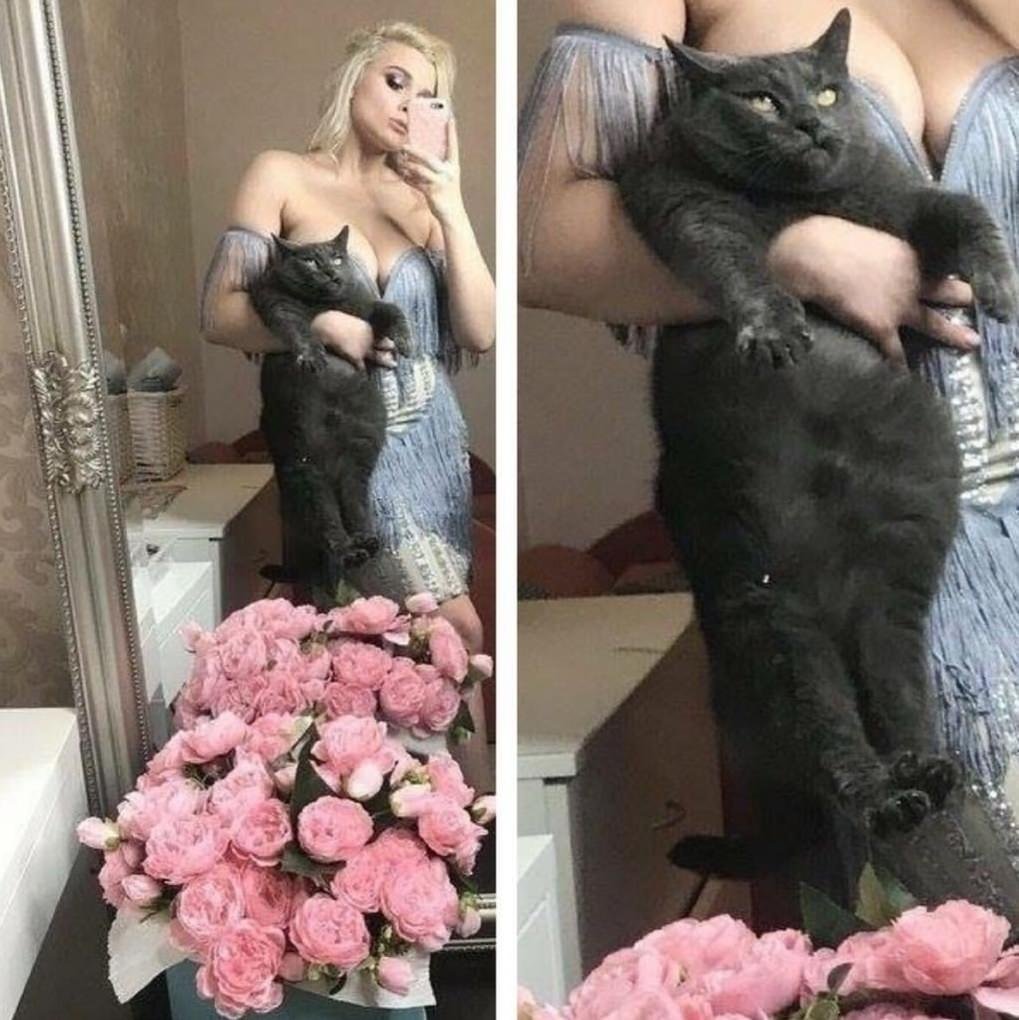 Кошки и Наташа прикол