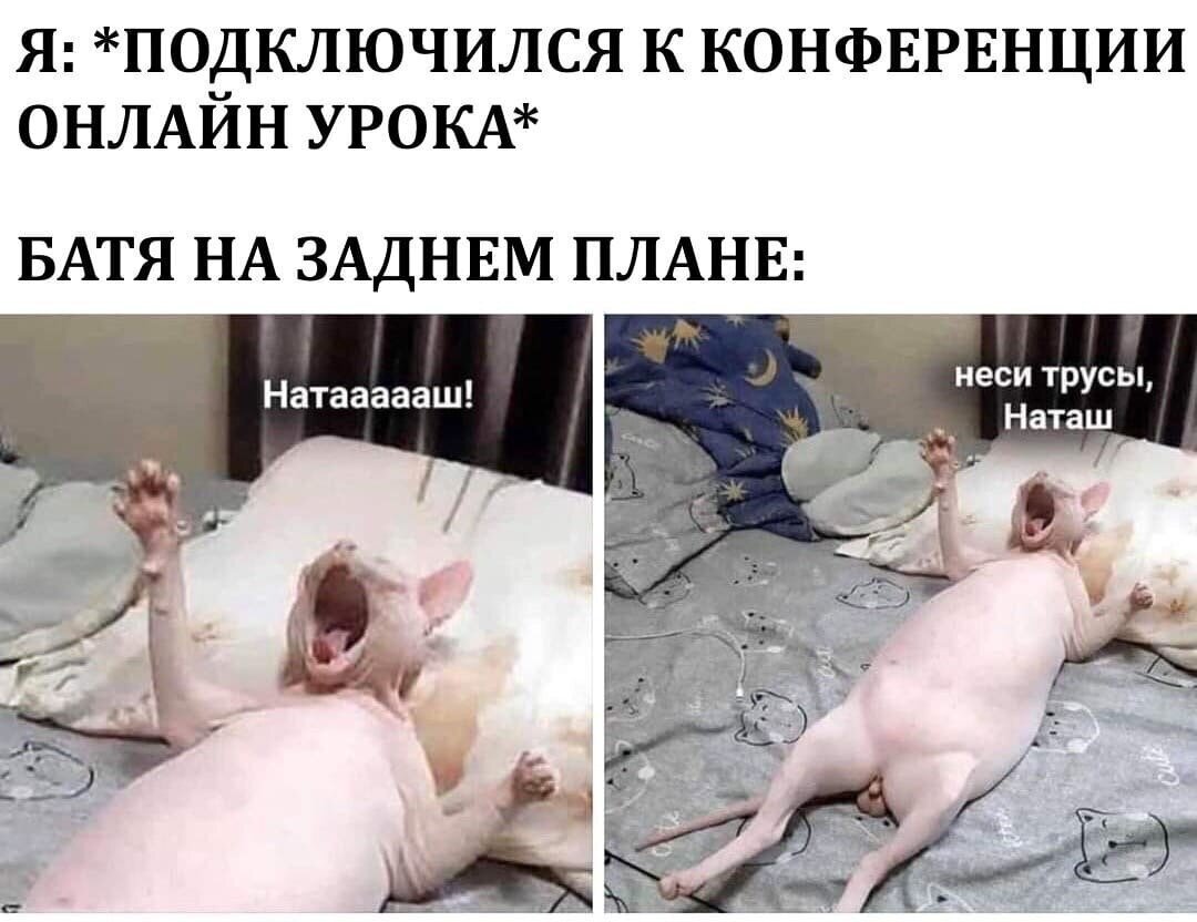 Мемы про Лену и котов