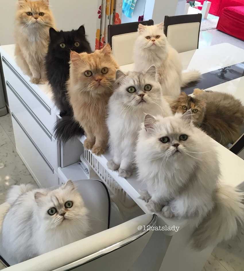 Наташа и коты мемы