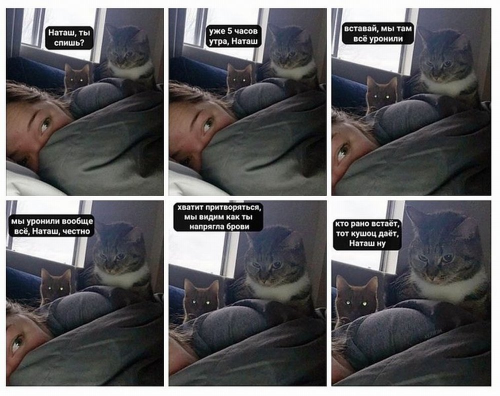 Наташа и четыре кота
