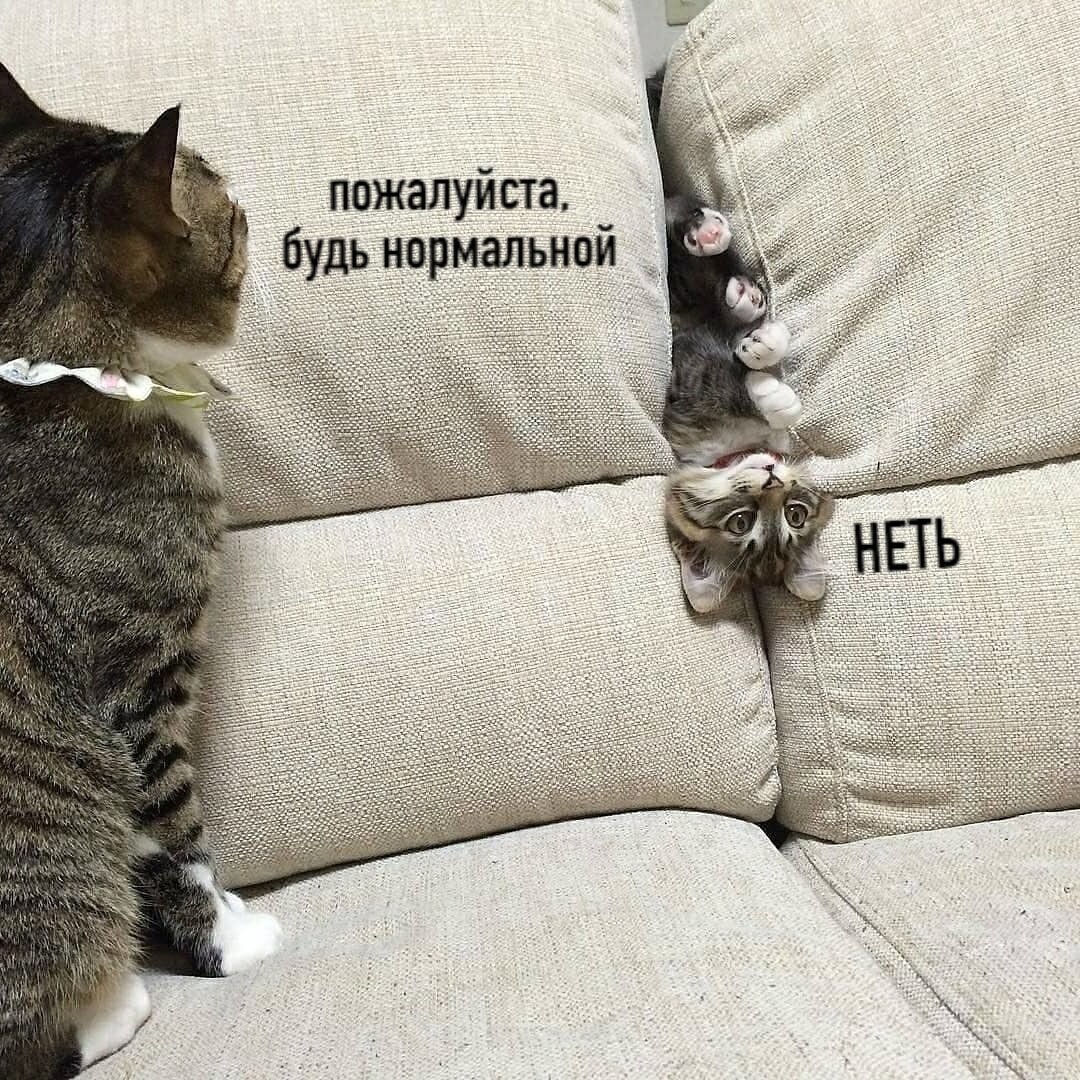 Наташа и коты новое