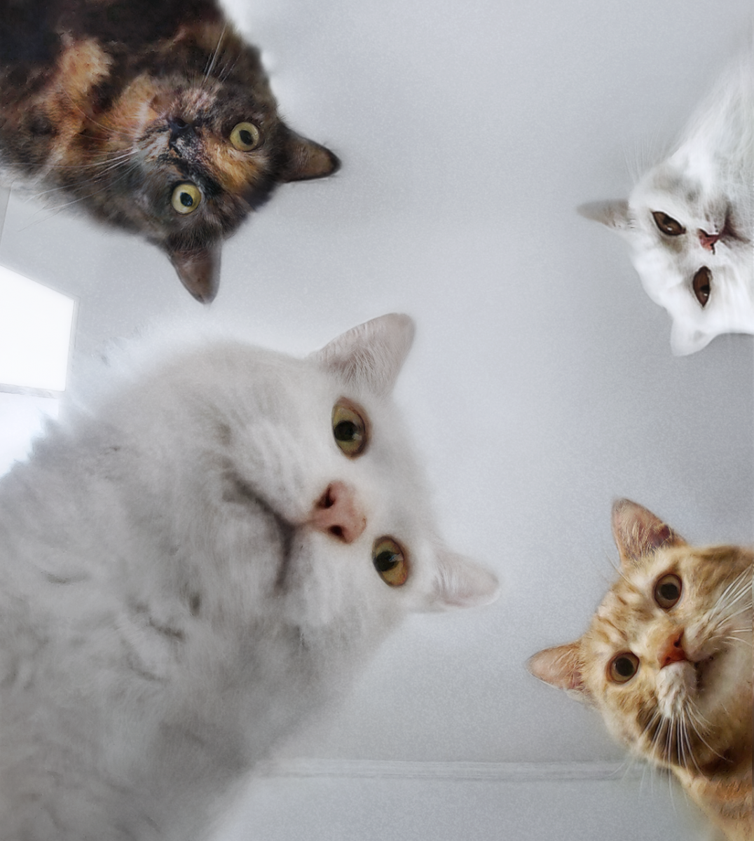 Наташа и кот юмор