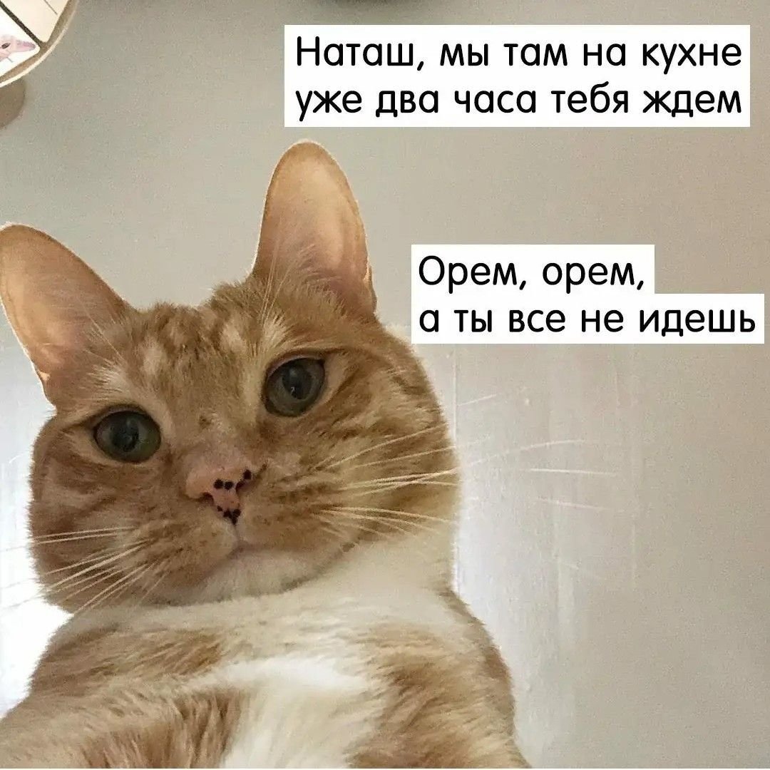 Наташа и коты