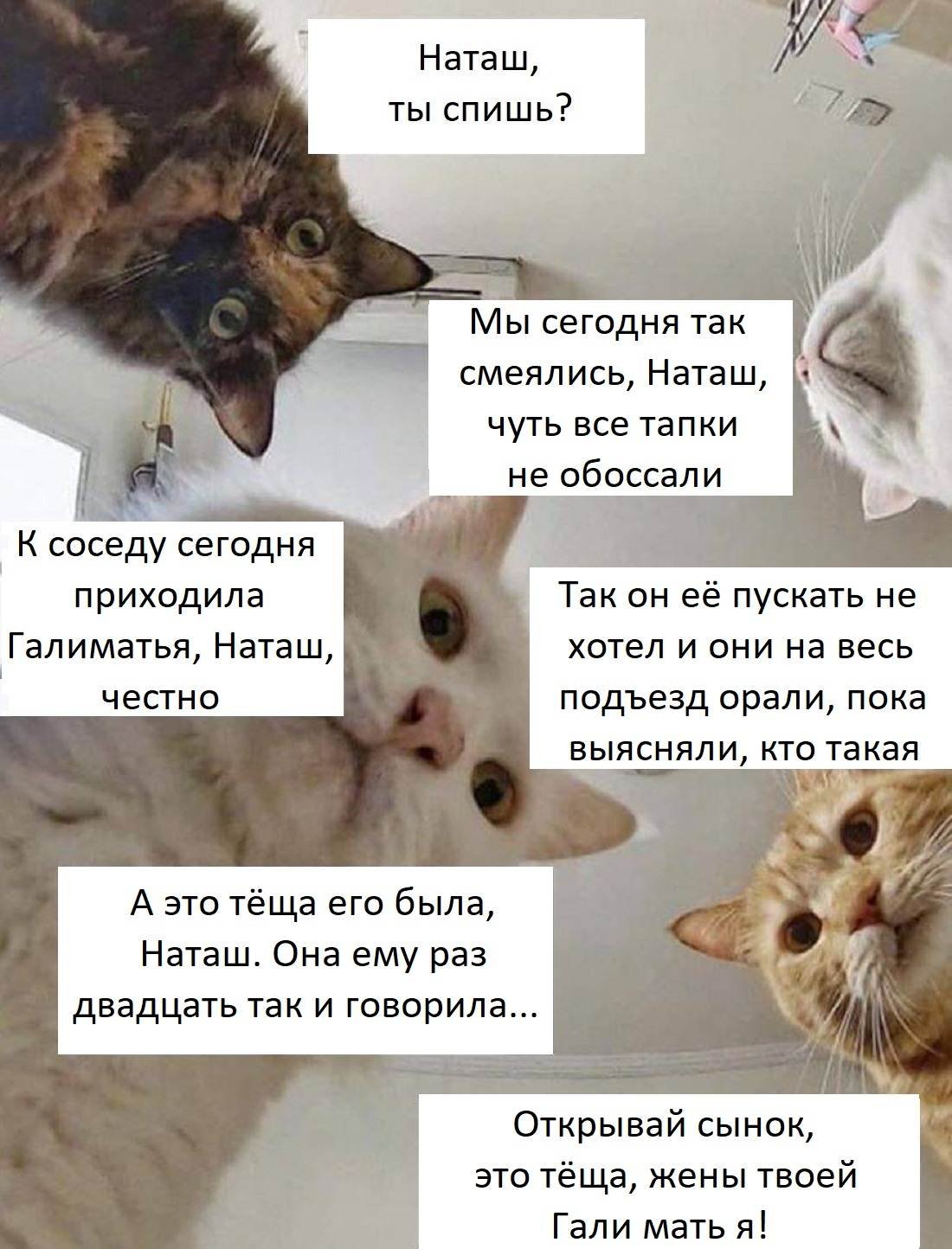 Мемы с котами и Наташей