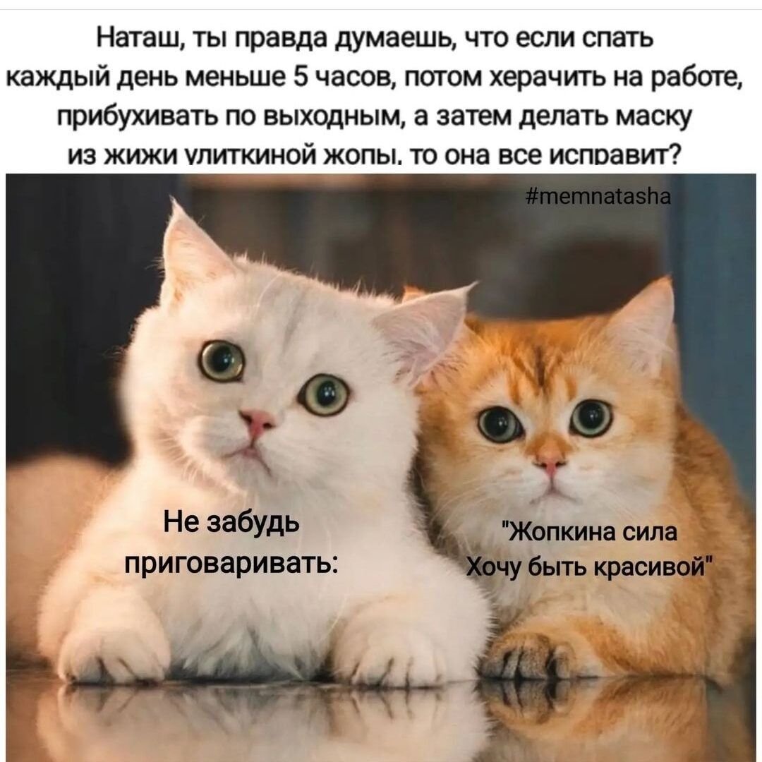 Идеи на тему коты и Наташа