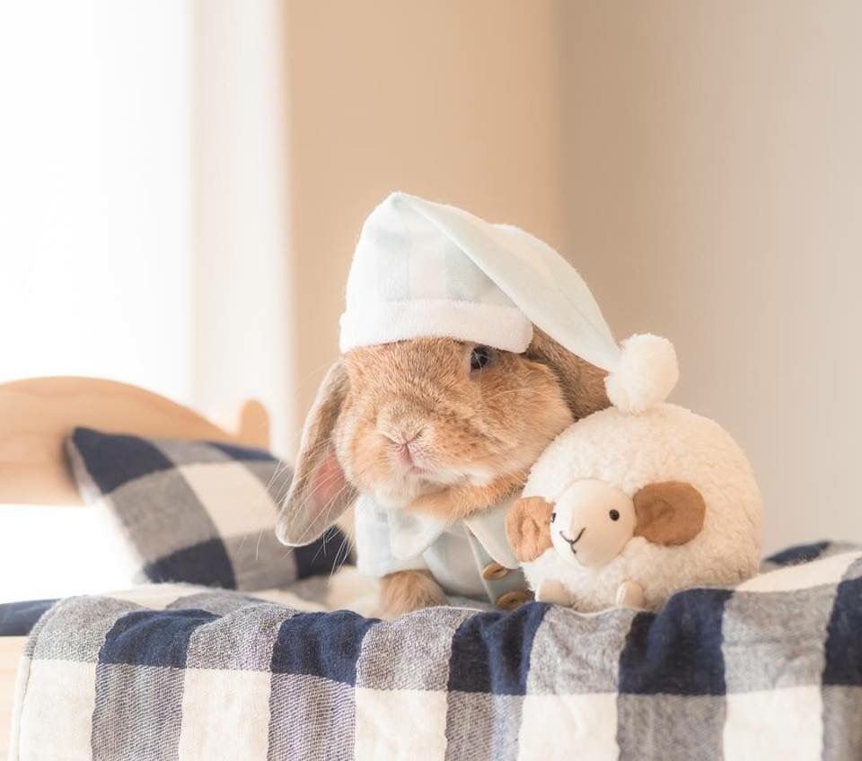 Кролик проснулся