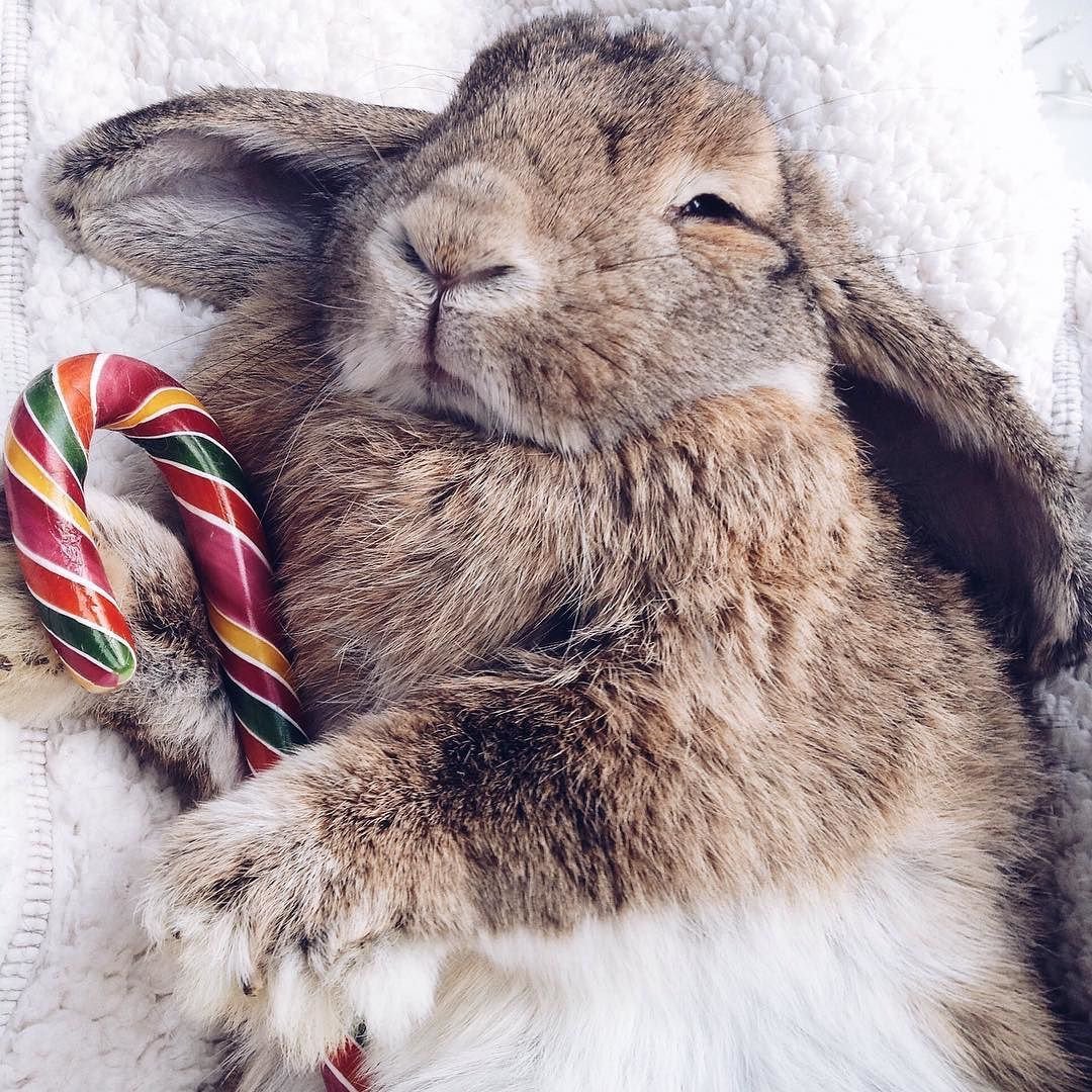 Сладкий кролик