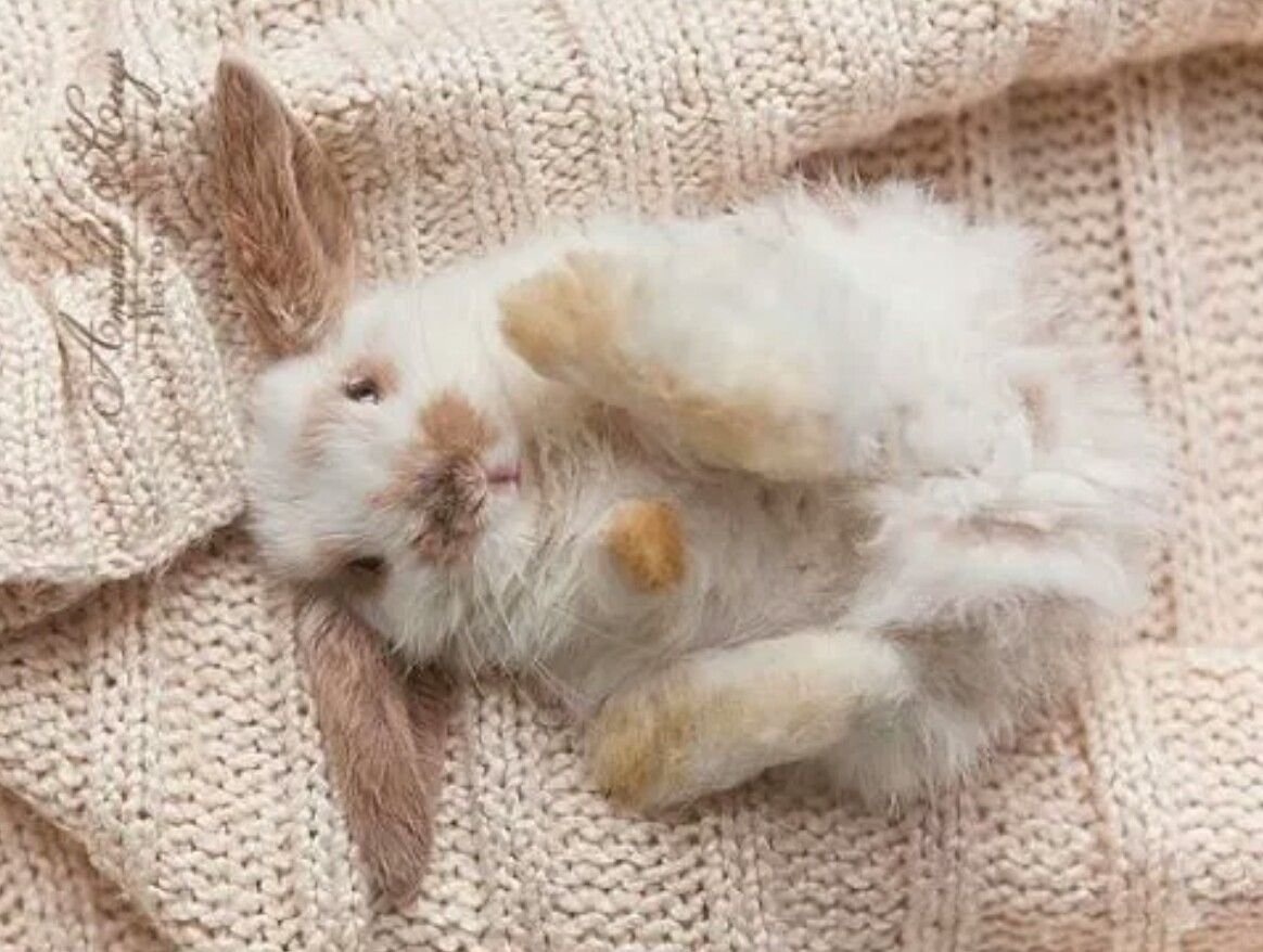 Кролик лежит на спине