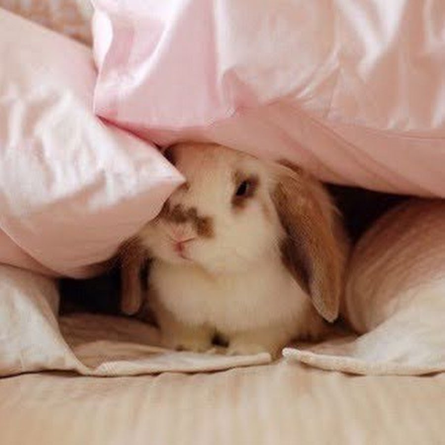 Зайчик спит