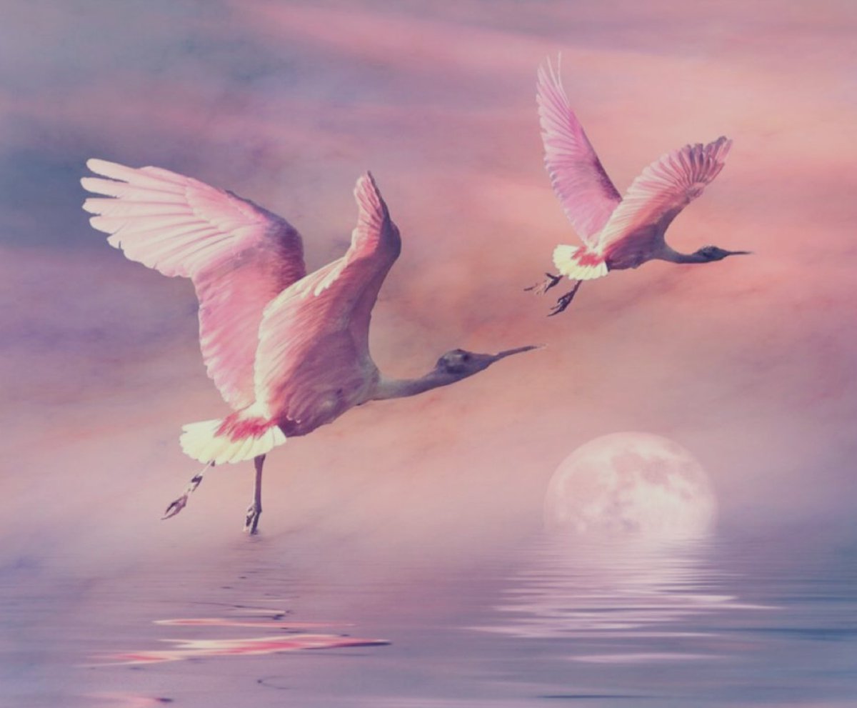 Фламинго в небе