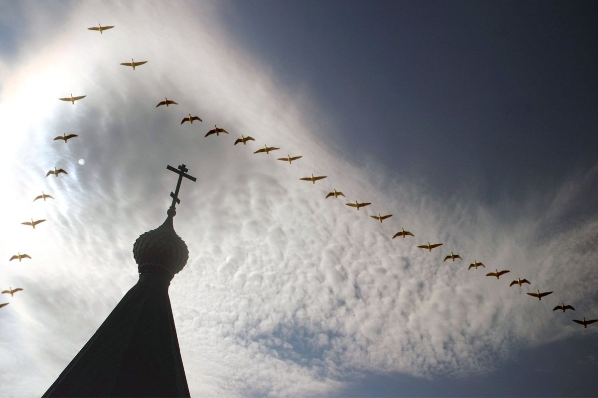 Птицы над храмом