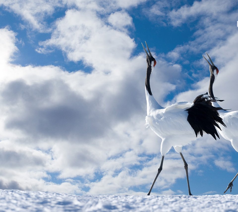 Журавль в небе