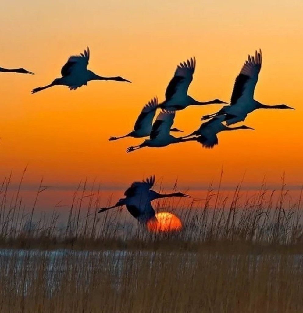 Осенний журавлиный Клин