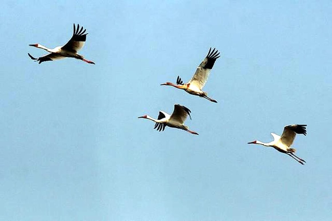 Косяк журавлей