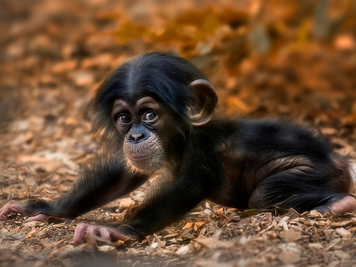 Красивая обезьяна