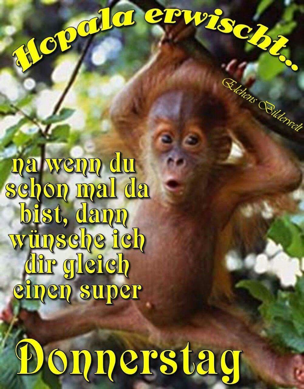 Смешная обезьяна на дереве