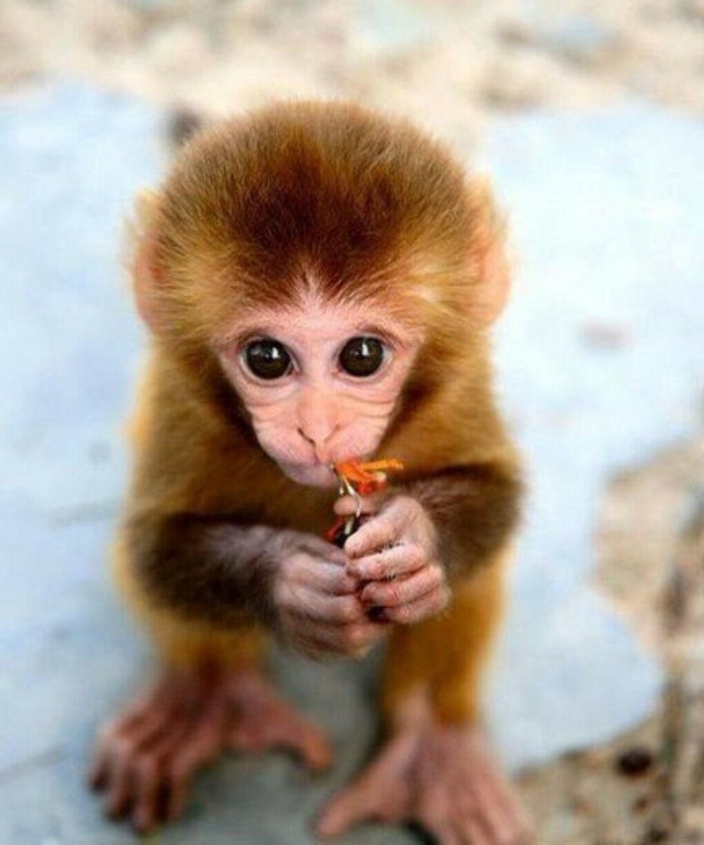 Забавные маленькие обезьянки