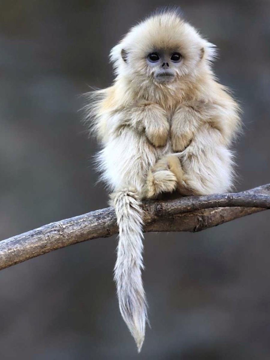 Пушистая обезьяна