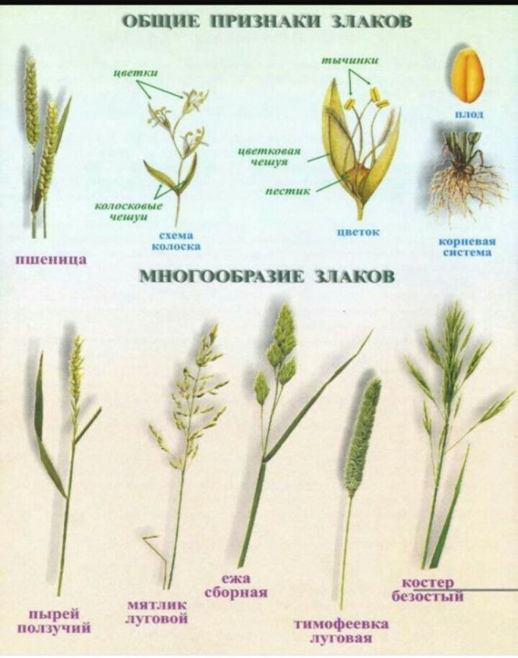 картинки злаковых растений с названиями