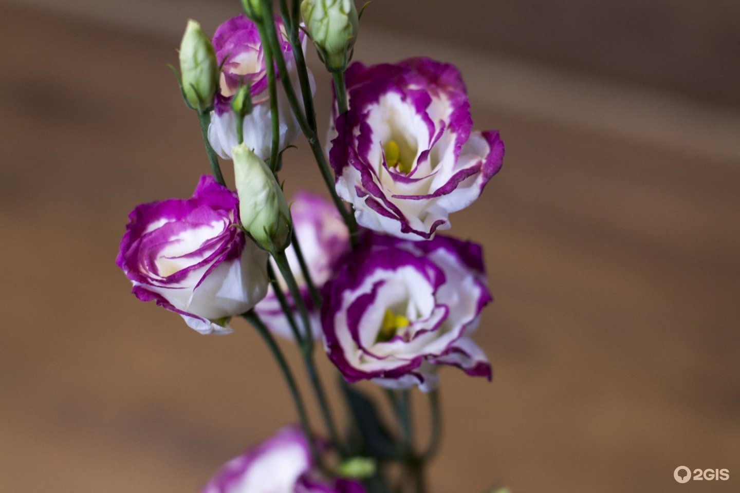 Картинка цветов эустомы. Эустома. Цветок лизиантус эустома. Лизиантус и красные розы.