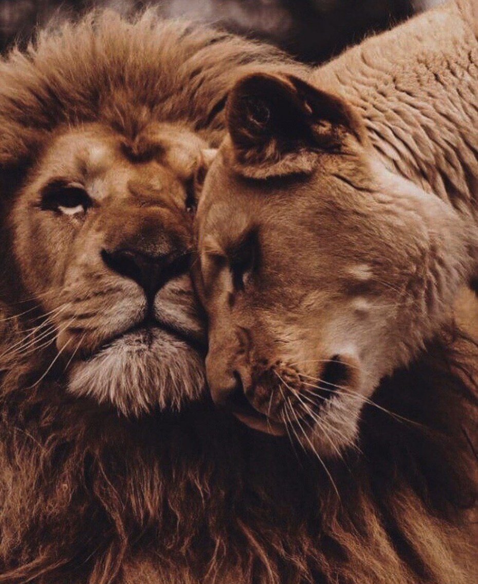 Львиная любовь