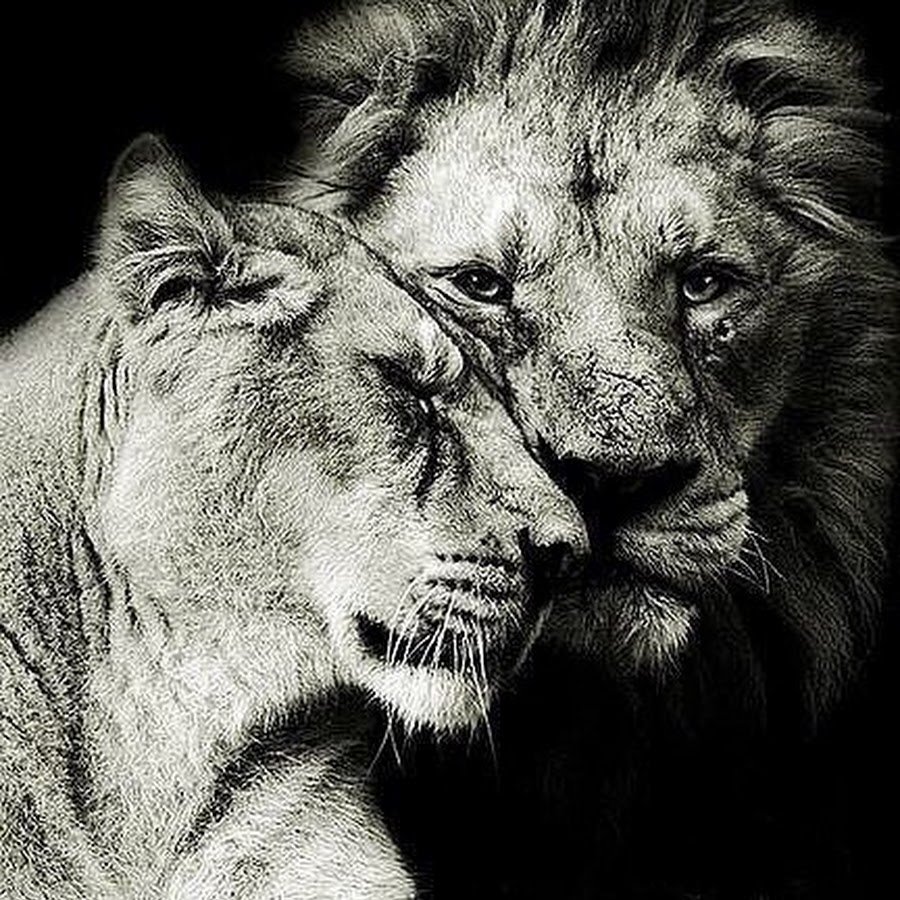 Александр Олиферович