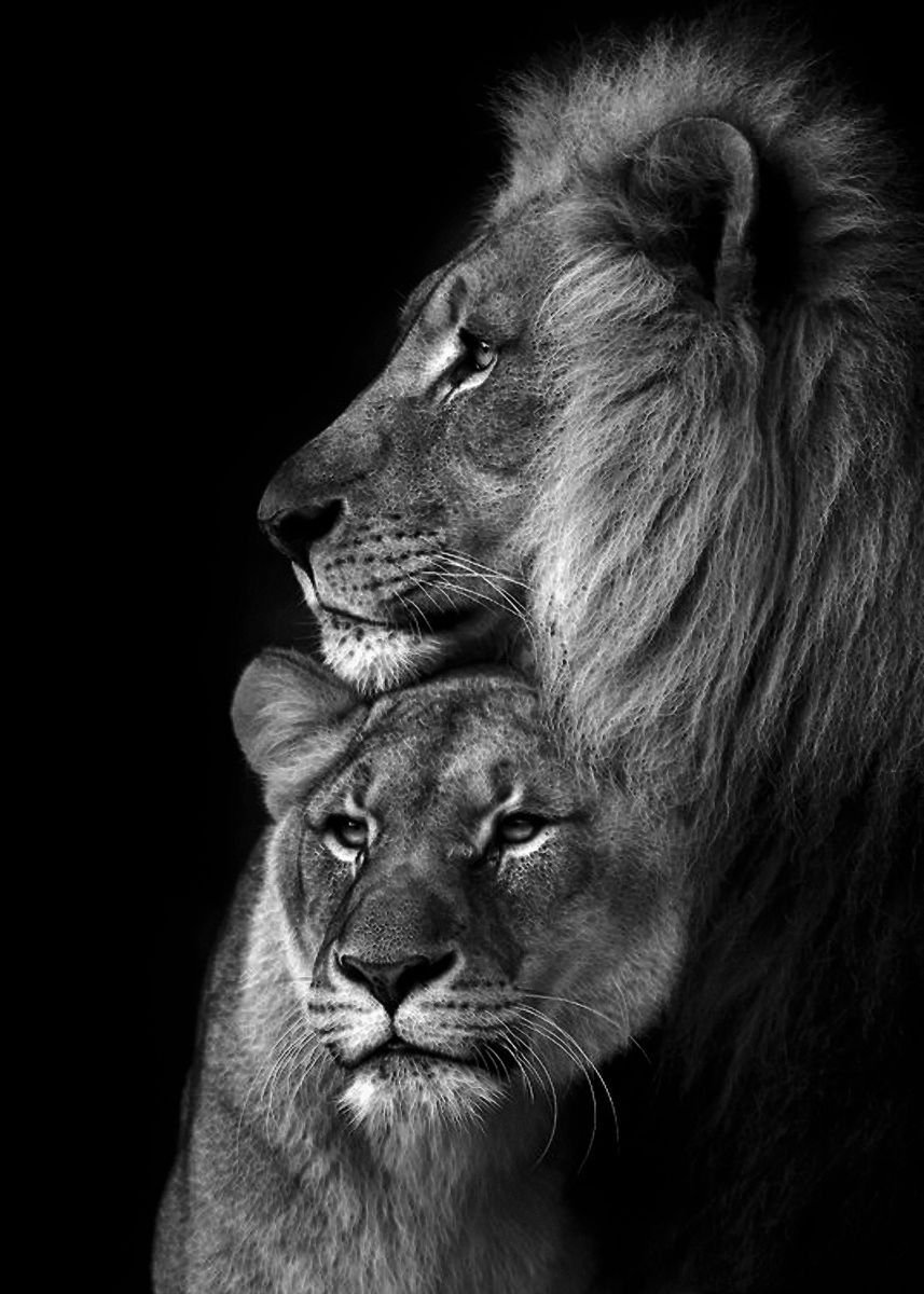 Алмазная мозаика Лев и львица