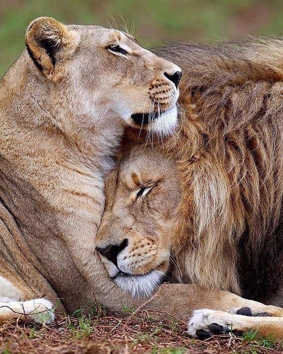 Леви львица