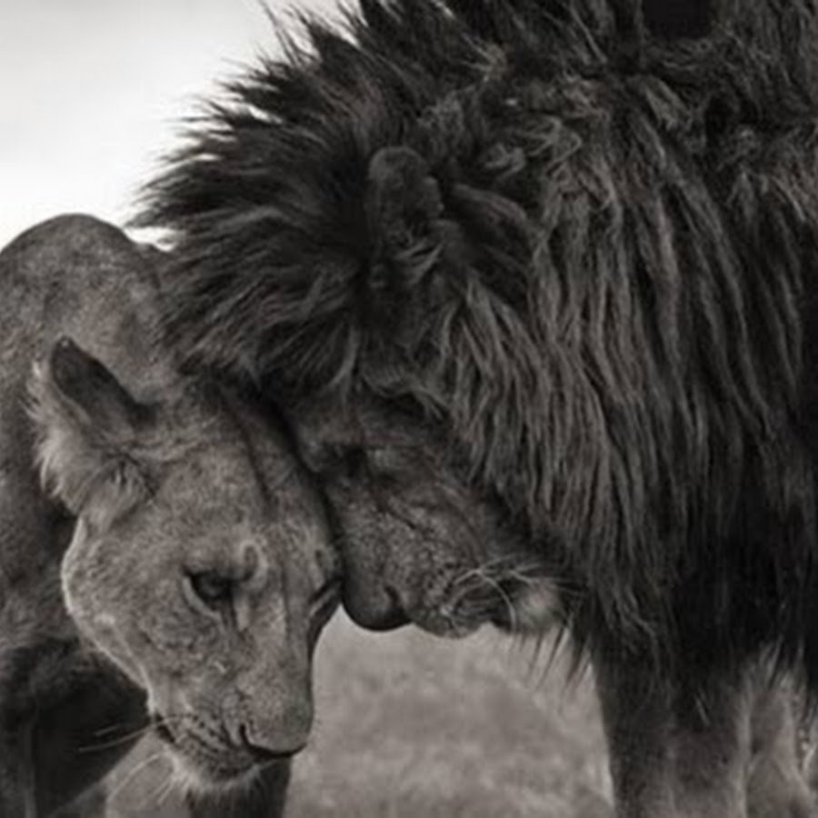 Черный Лев и львица